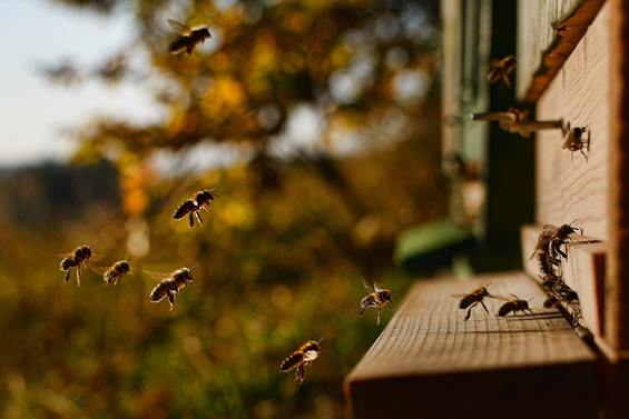 Bienen rund um den Volksbankwald in der Üfter Mark